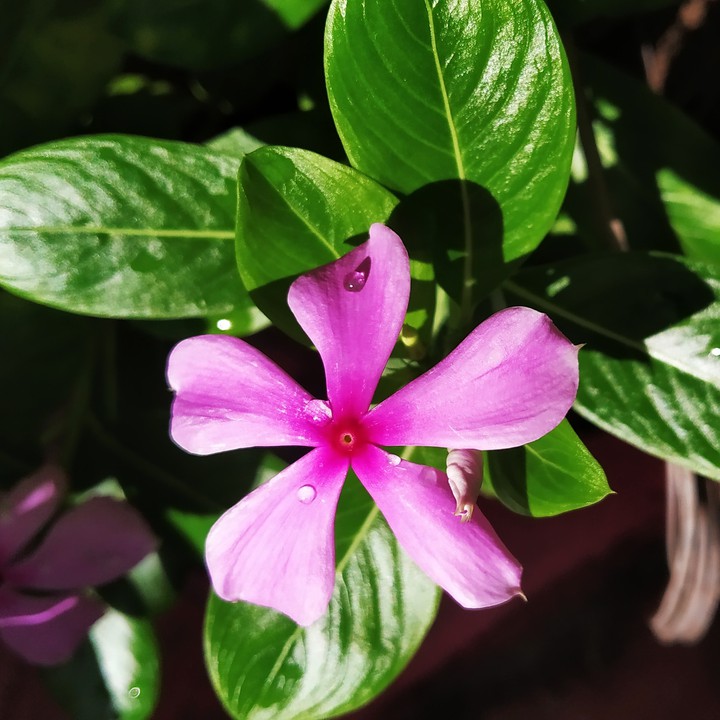 flower ❤