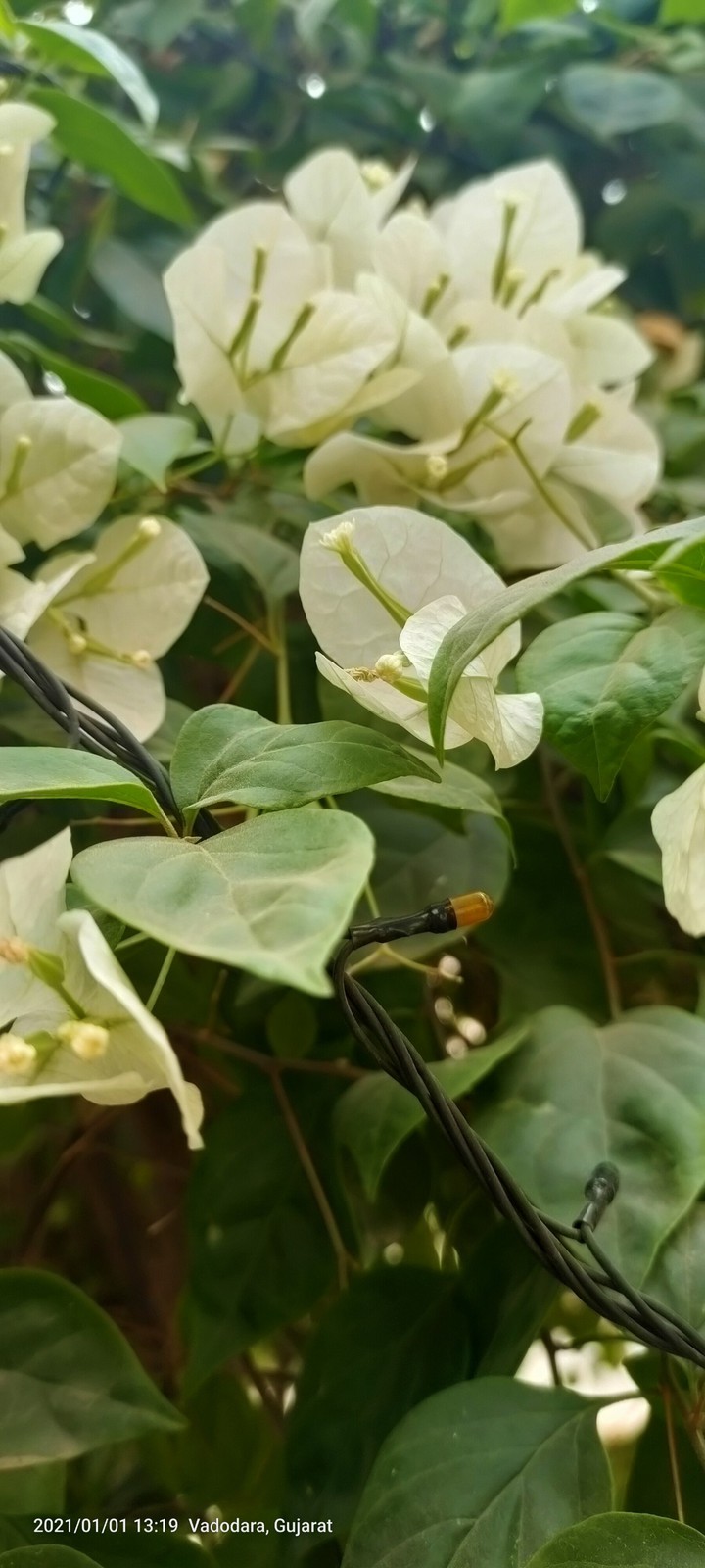 Bougainville