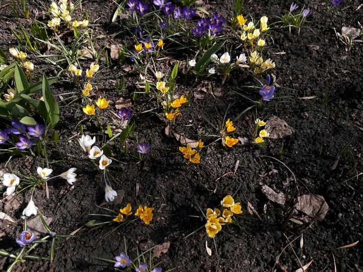 flowers