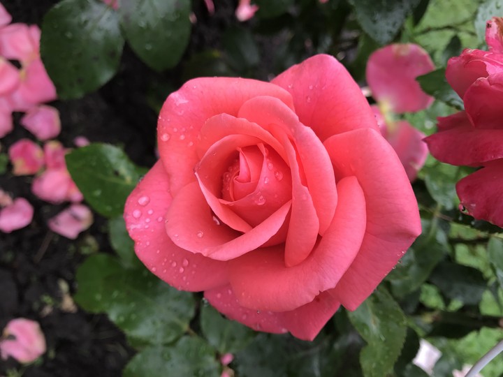 rose 