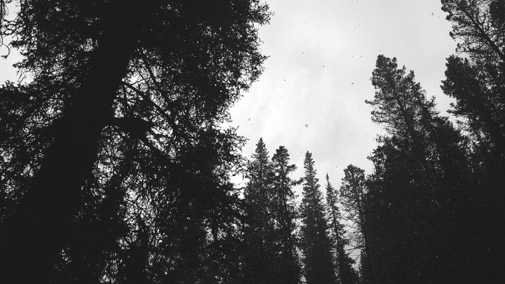 Tree Tops