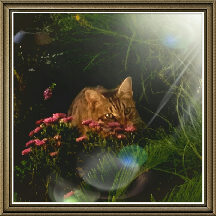 Missy's Portrait