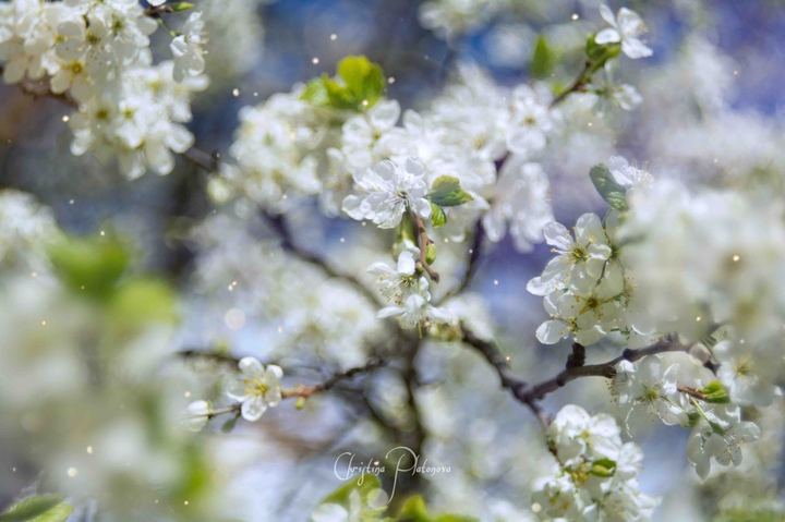 spring