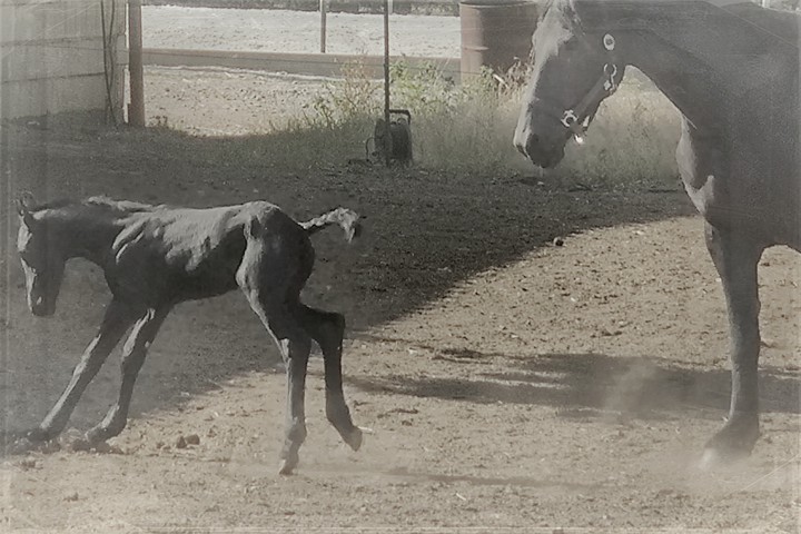 Horse
