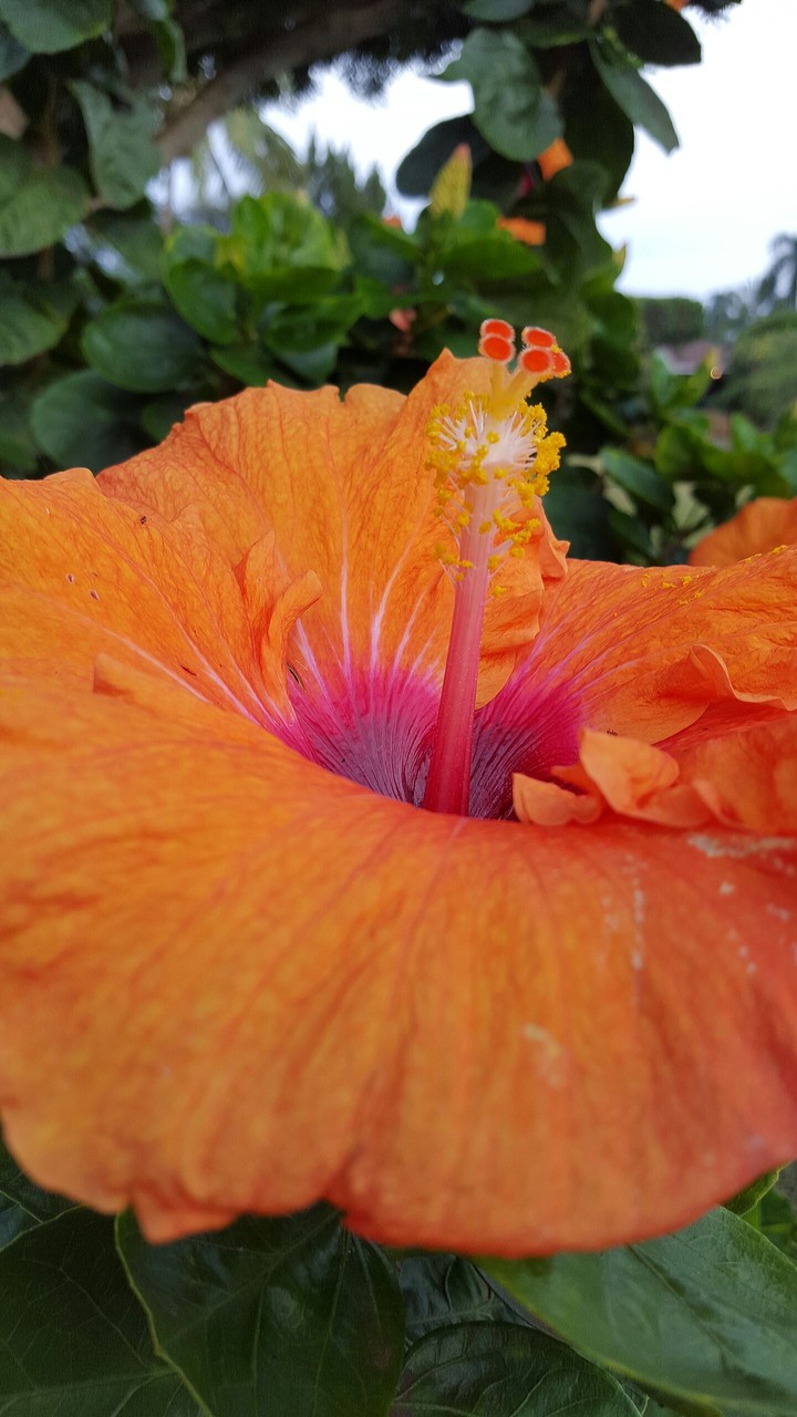 #Kauai #Hibiscus