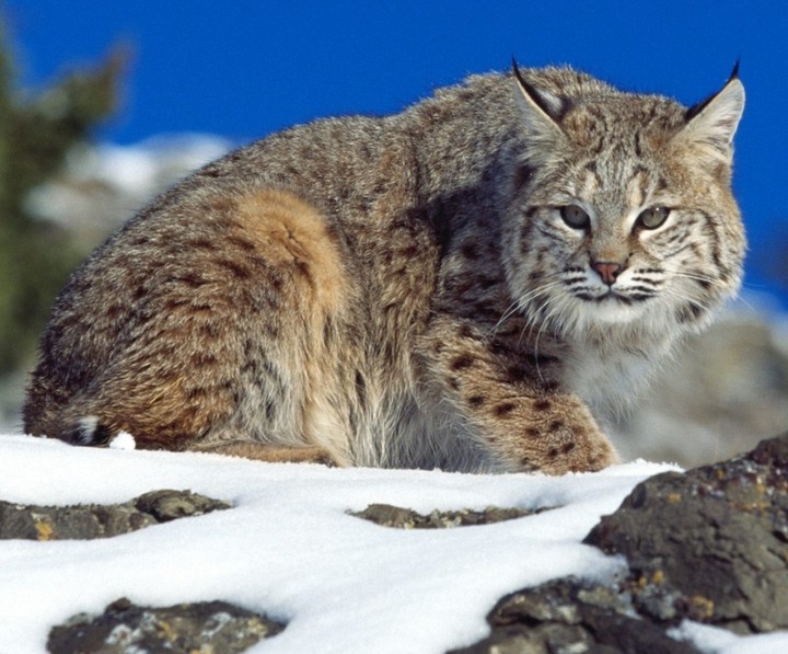 Bobcat