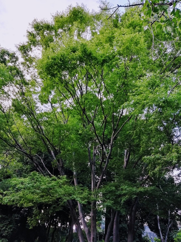 Park's trees