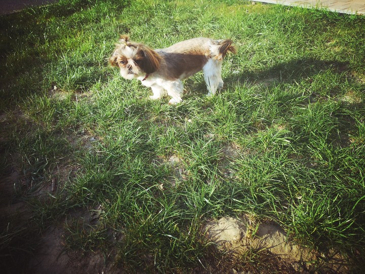 dog