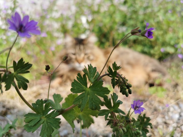 cat