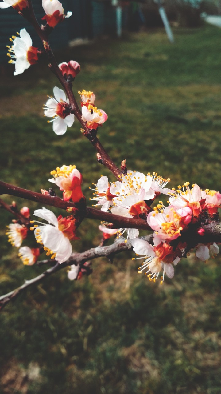 apricot blooming
