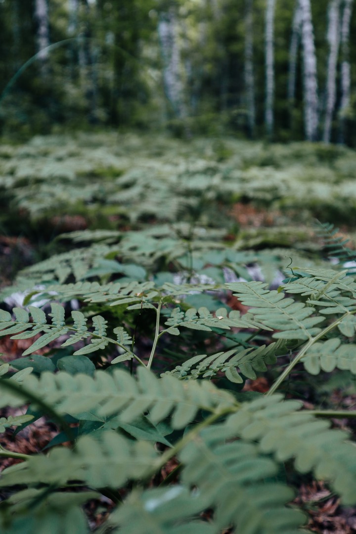 summer forest green leaves