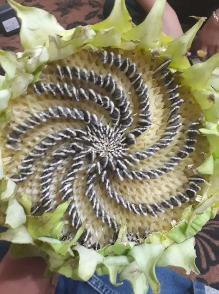 sunflowers
