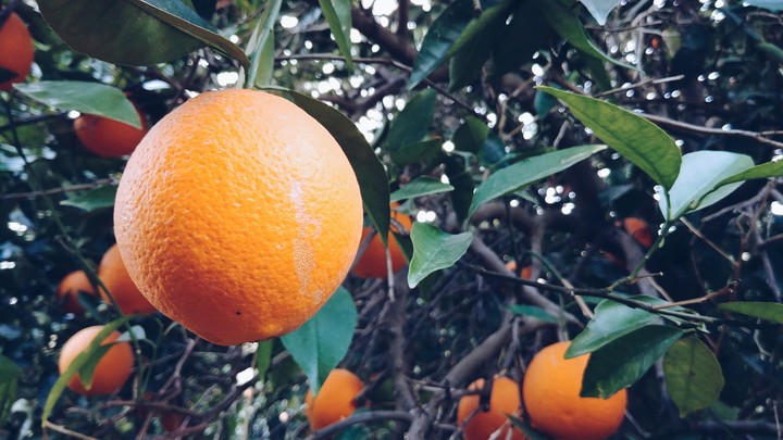 Orange you glad this is a photo?
