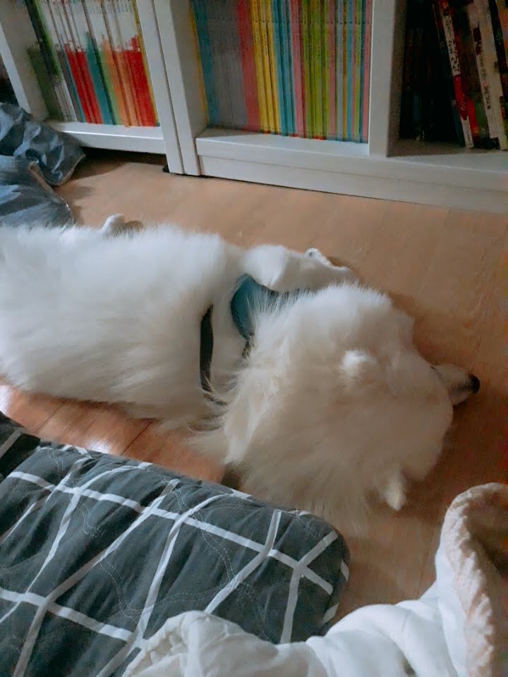 dog