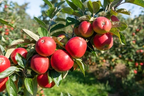 juicy red apples ready for harvest