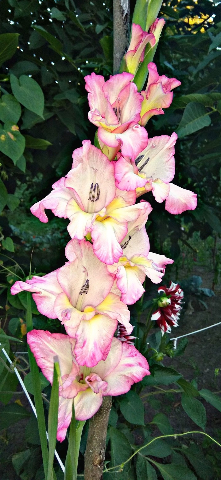 gladiolus