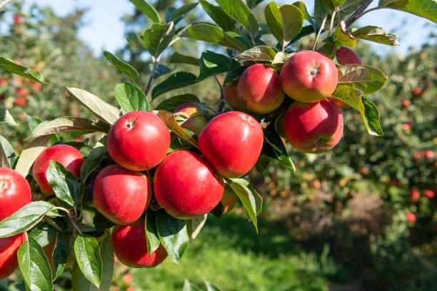 juicy red apples ready for harvest