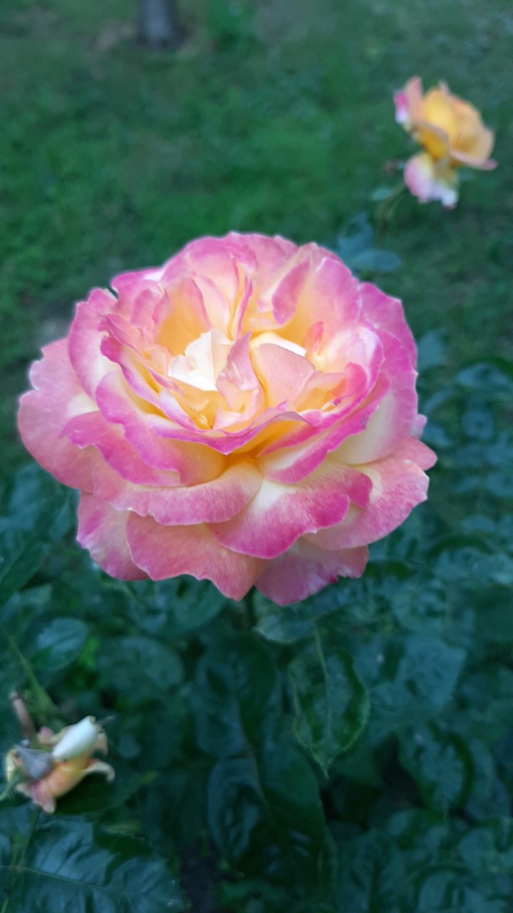 flowers ?