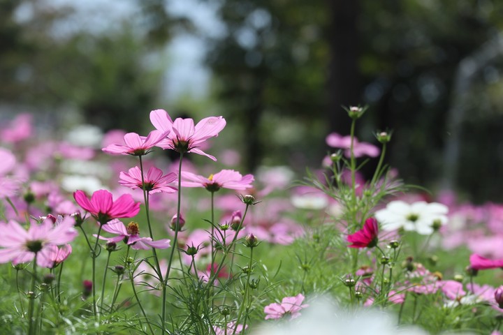 cosmos