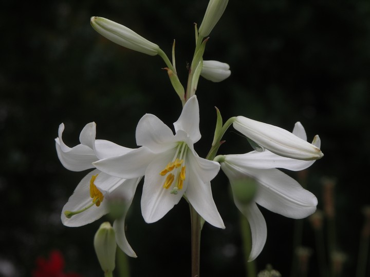 white lilies