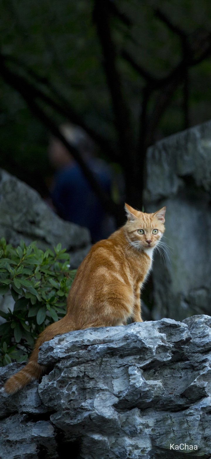 Kitty