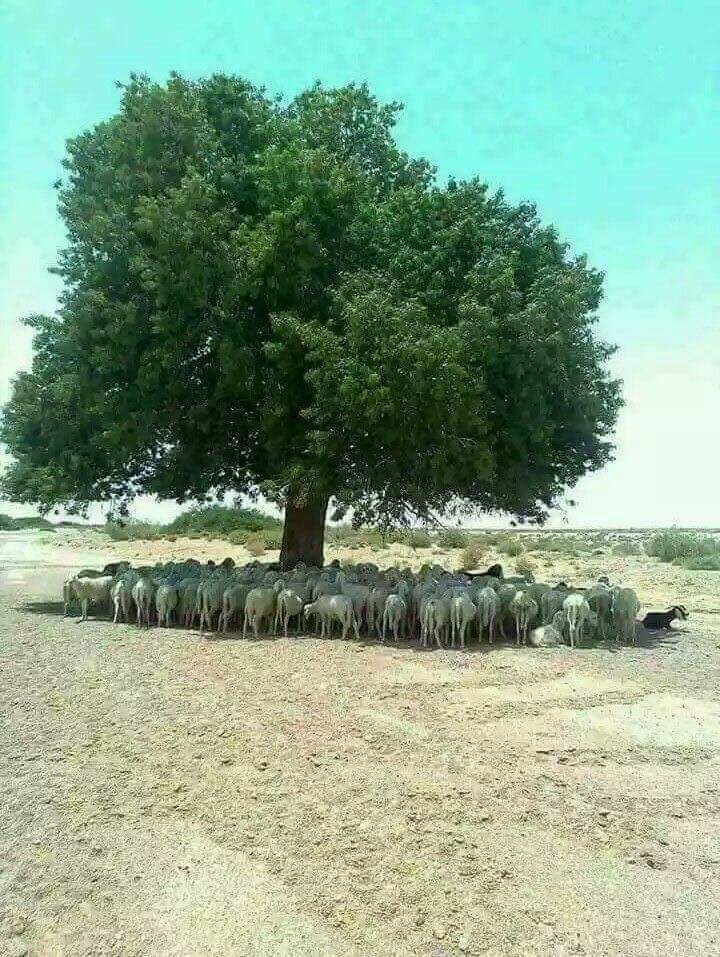 the importance of a tree