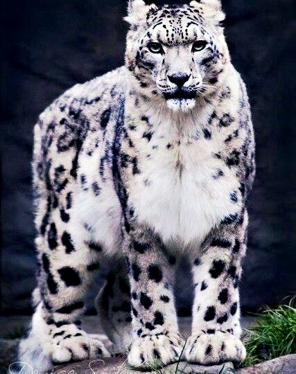 snow leopard