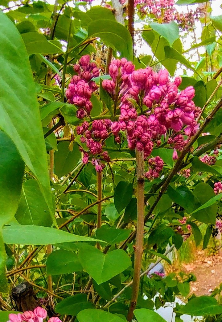 Waiting to Bloom