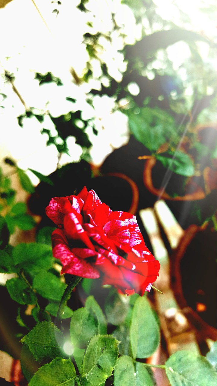 Red-pink Rose