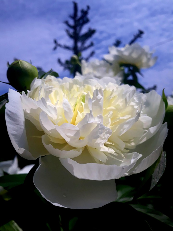 Paeonia suffruticosa 'Xue Ta'