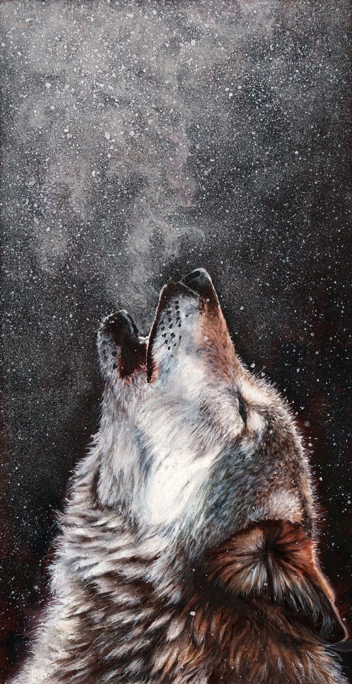 wolf
