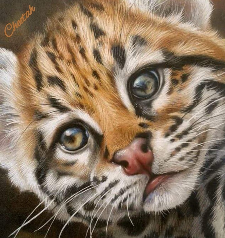Cheetah ✍️