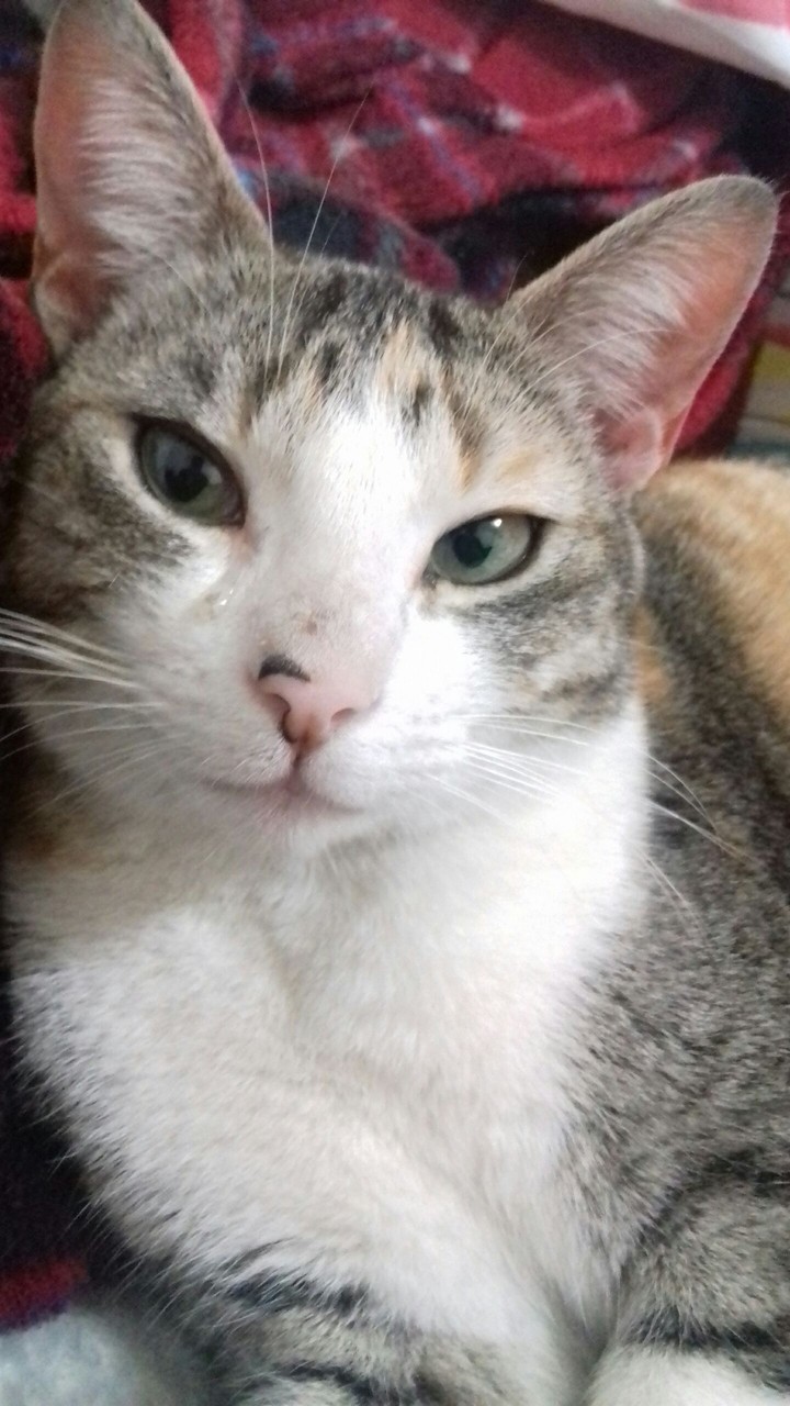 cat
