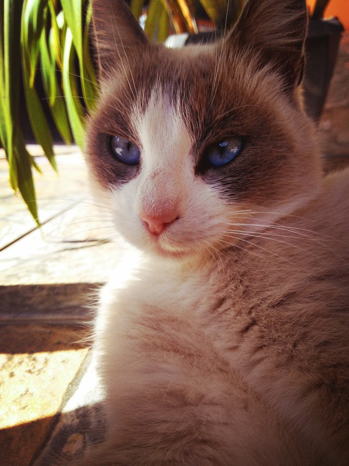 bella II