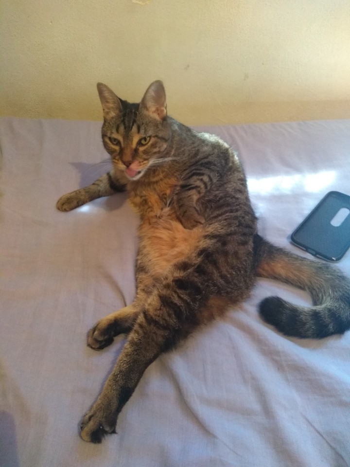 gata osa