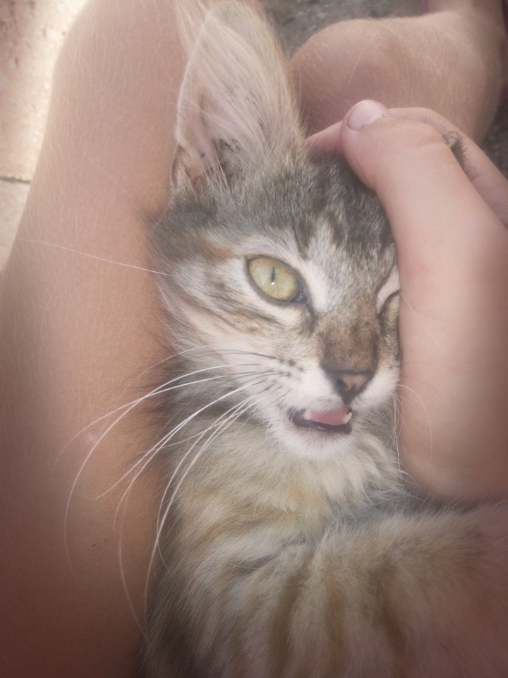 коты