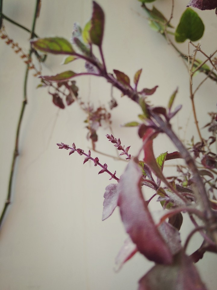 Holy Basil