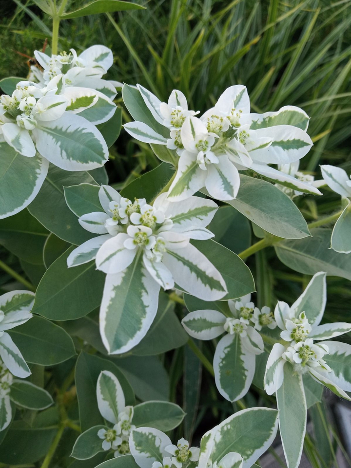 White flowers