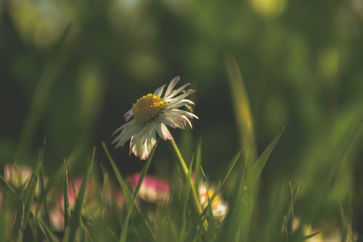 Daisy