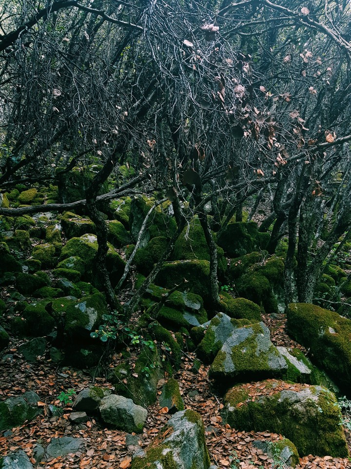 forest