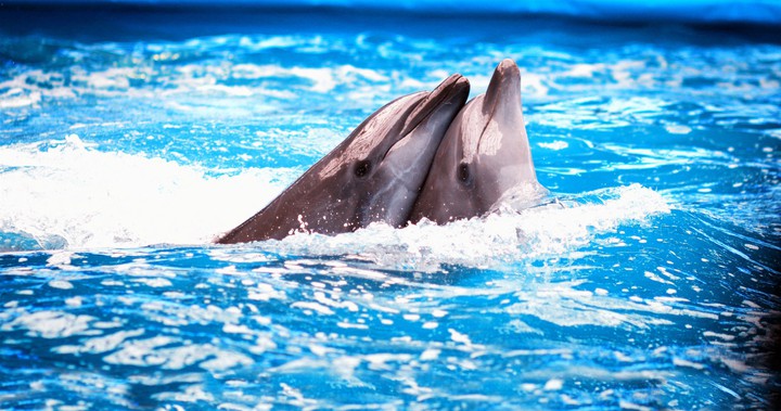 dolphin