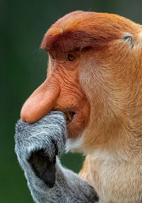 Alpha Male Proboscis Monkey
