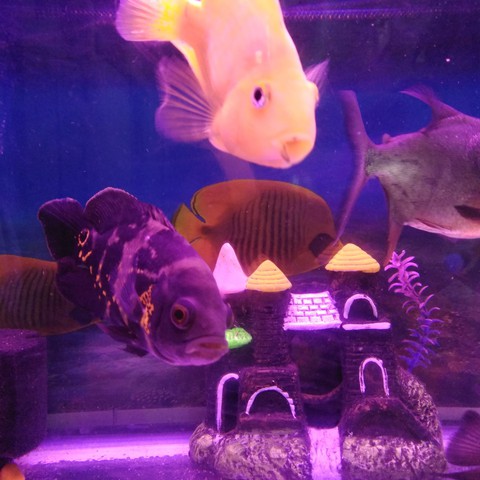Fish, purple Hintergrundbilder