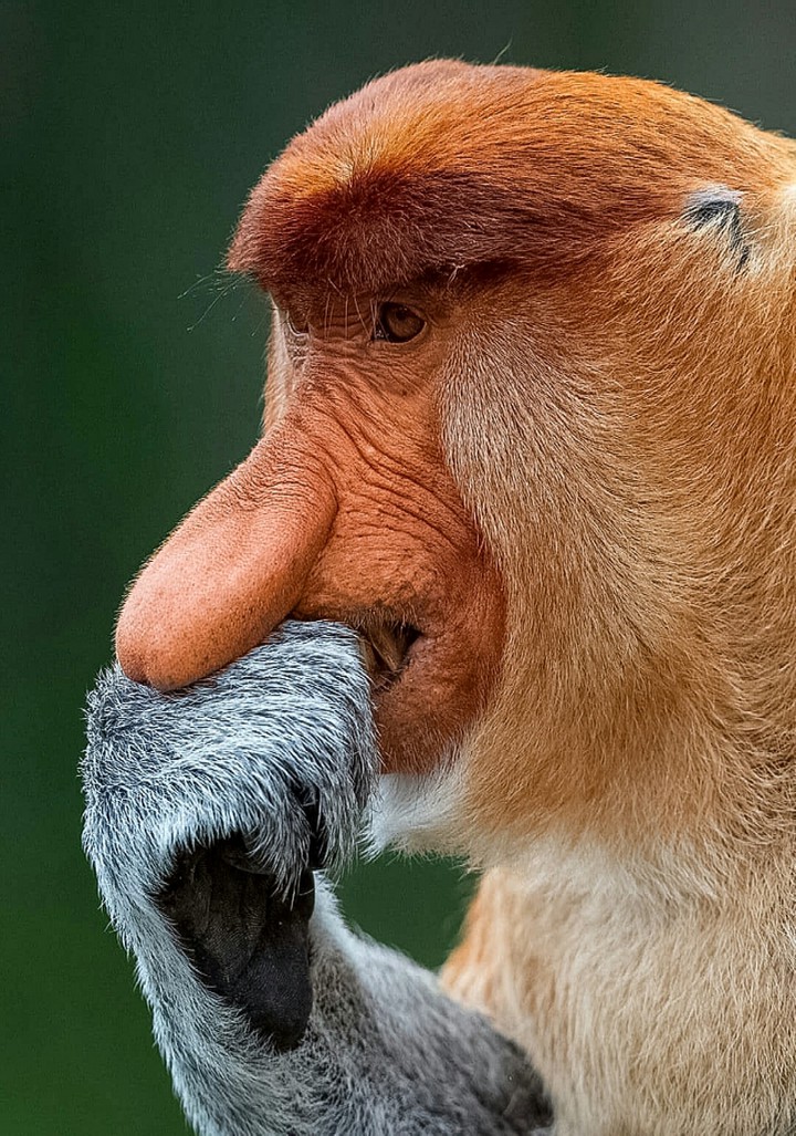 Alpha Male Proboscis Monkey