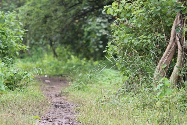 pathway