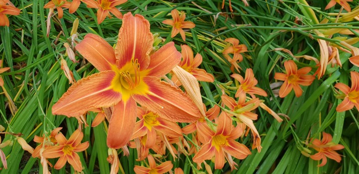 Orange