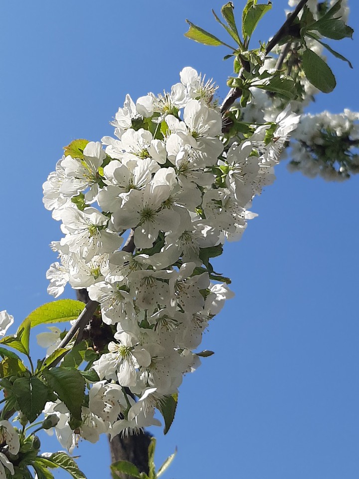 Blooming