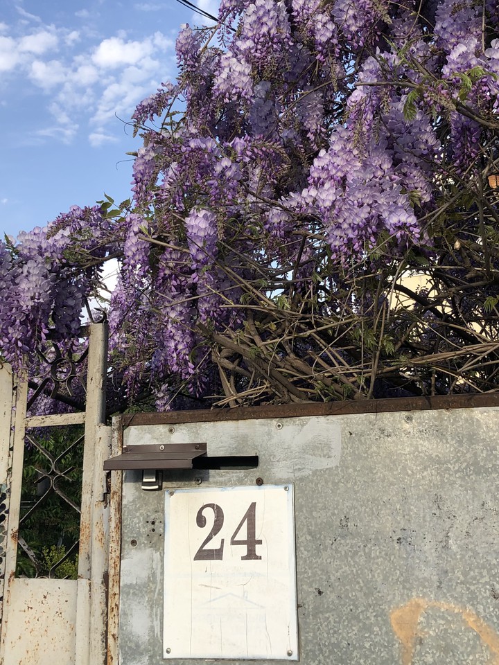 flowers walk