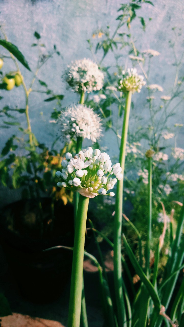 Petals