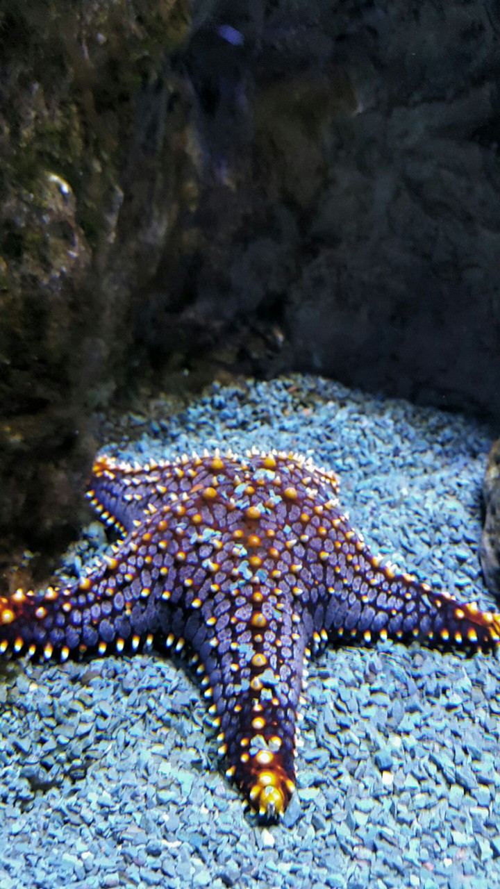 starfish